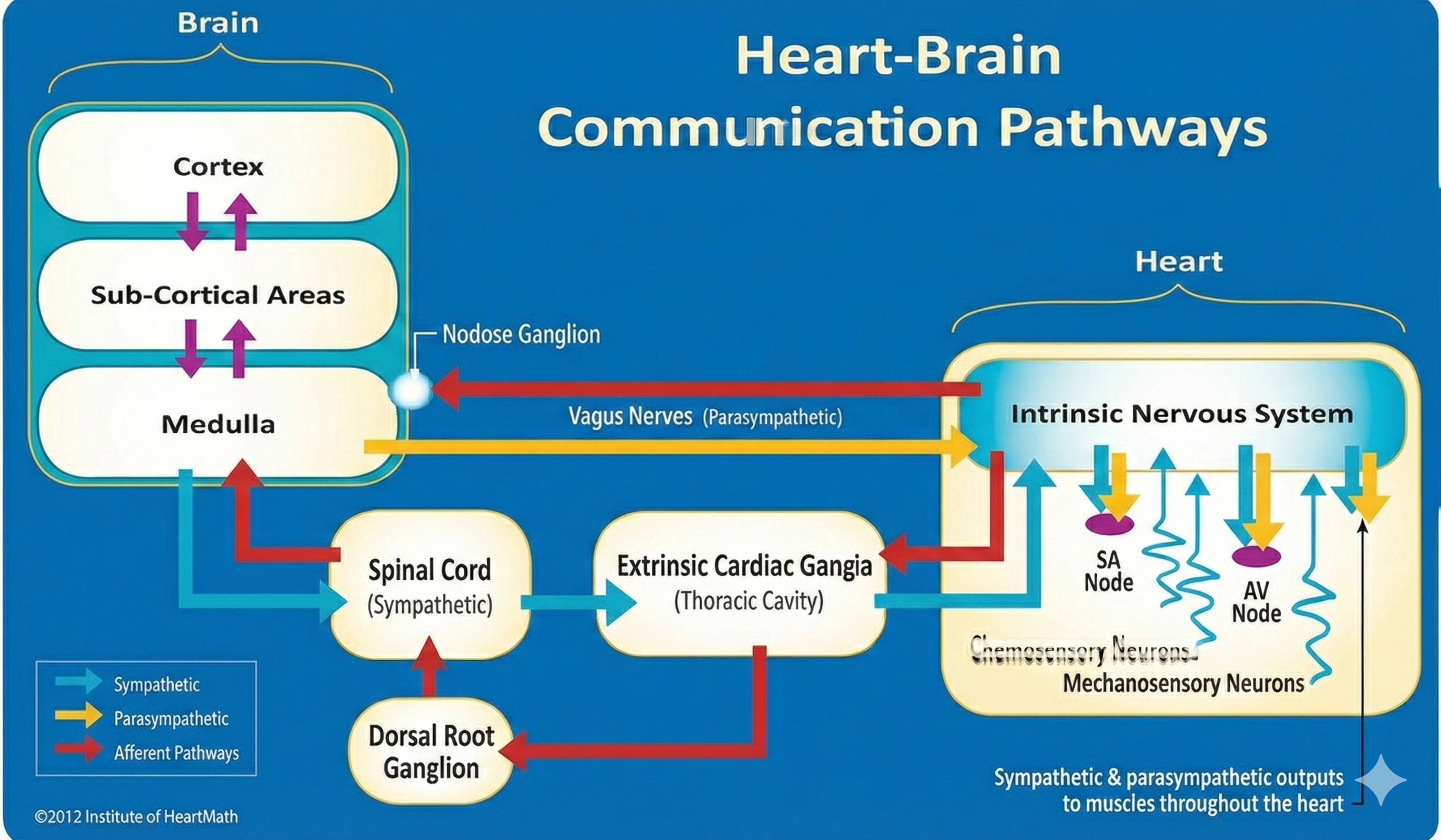 Heart-brain communication